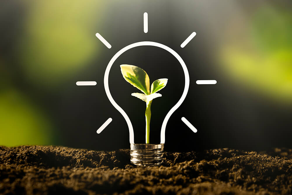Drawing of a lighy bulb with a green plant and dirt